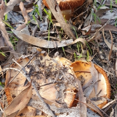 Cortinarius sp. (Cortinarius) at Gungaderra Grasslands - 23 Jun 2019 by AaronClausen