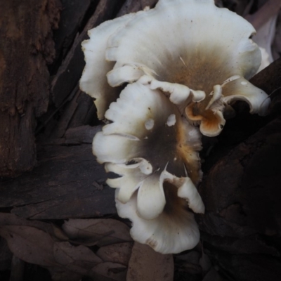 Omphalotus nidiformis (Ghost Fungus) at Guerilla Bay, NSW - 8 Apr 2019 by lyndallh@bigpond.com