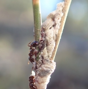 Symonicoccus australis at Dunlop, ACT - 18 Jun 2019