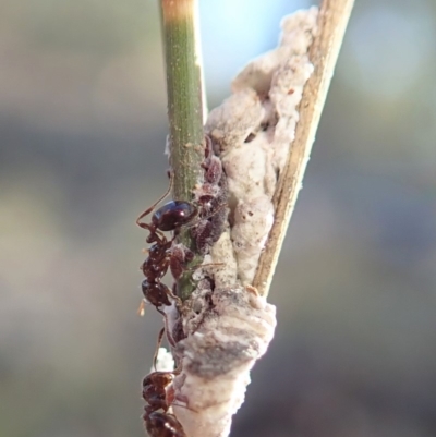 Symonicoccus australis (Grass Coccid) at Mount Painter - 18 Jun 2019 by CathB