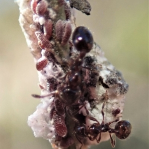 Symonicoccus australis at Dunlop, ACT - 18 Jun 2019