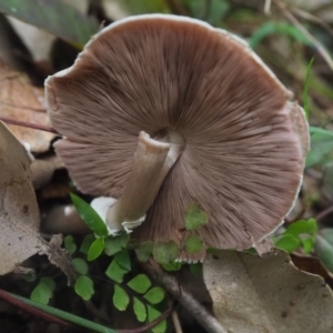Agaricus sp. at Guerilla Bay, NSW - 8 Apr 2019 06:01 PM