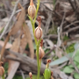 Speculantha rubescens at Kaleen, ACT - suppressed