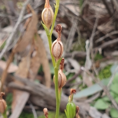 Speculantha rubescens (Blushing Tiny Greenhood) at Kaleen, ACT - 23 Jun 2019 by AaronClausen