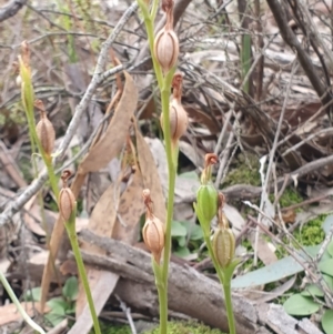 Speculantha rubescens at Kaleen, ACT - suppressed