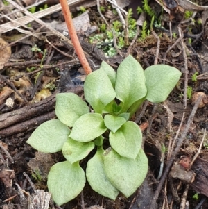 Speculantha rubescens at Kaleen, ACT - suppressed