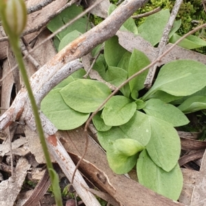 Speculantha rubescens at Kaleen, ACT - 23 Jun 2019