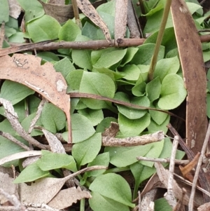 Speculantha rubescens at Kaleen, ACT - suppressed