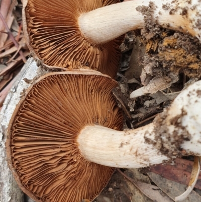 Cortinarius sp. (Cortinarius) at Gungaderra Grasslands - 23 Jun 2019 by AaronClausen