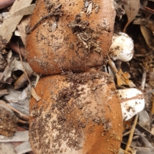 Cortinarius sp. at Crace, ACT - 23 Jun 2019 01:23 PM