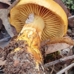 Cortinarius sinapicolor (Slimy Yellow Cortinar) at Kaleen, ACT - 23 Jun 2019 by AaronClausen