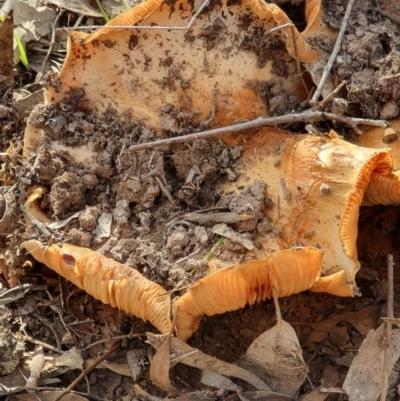 Cortinarius sp. (Cortinarius) at Kaleen, ACT - 23 Jun 2019 by AaronClausen