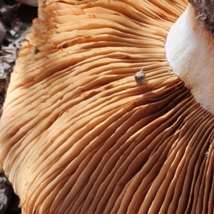 Cortinarius sp. at Kaleen, ACT - 23 Jun 2019