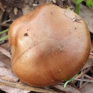 Cortinarius sp. at Kaleen, ACT - 23 Jun 2019