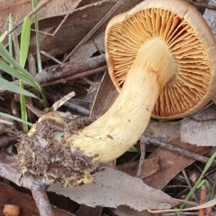 Cortinarius sp. at Kaleen, ACT - 23 Jun 2019