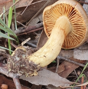 Cortinarius sp. at Kaleen, ACT - 23 Jun 2019