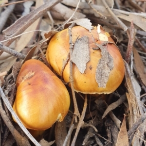 Cortinarius sp. at Kaleen, ACT - 23 Jun 2019