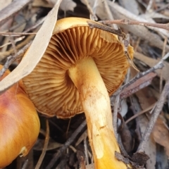 Cortinarius sp. at Kaleen, ACT - 23 Jun 2019