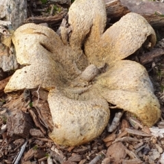 Scleroderma sp. (Scleroderma) at Gungaderra Grasslands - 23 Jun 2019 by AaronClausen