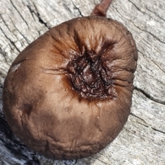 Oudemansiella gigaspora group (Rooting Shank) at Crace, ACT - 23 Jun 2019 by AaronClausen