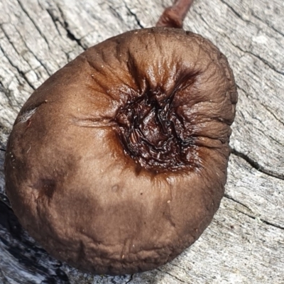 Oudemansiella gigaspora group (Rooting Shank) at Gungaderra Grasslands - 23 Jun 2019 by AaronClausen