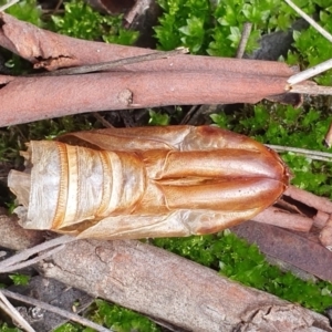 Hepialidae sp. (family) at Kaleen, ACT - 23 Jun 2019