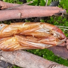 Hepialidae sp. (family) at Kaleen, ACT - 23 Jun 2019