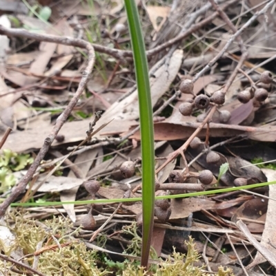 Thelymitra (Genus) (Sun Orchid) at Kaleen, ACT - 23 Jun 2019 by AaronClausen