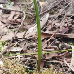 Thelymitra sp. (A Sun Orchid) at Gungaderra Grasslands - 23 Jun 2019 by AaronClausen