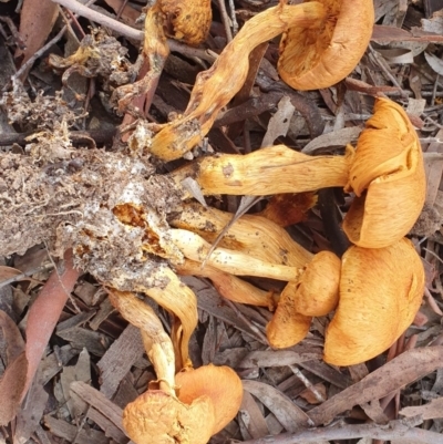 Gymnopilus junonius (Spectacular Rustgill) at Gungaderra Grasslands - 23 Jun 2019 by AaronClausen