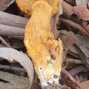 Gymnopilus junonius at Crace, ACT - 23 Jun 2019 12:44 PM