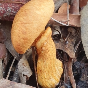 Gymnopilus junonius at Crace, ACT - 23 Jun 2019