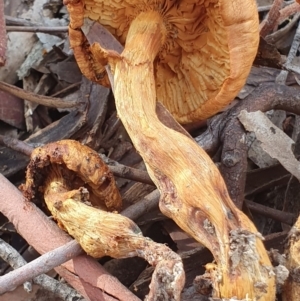 Gymnopilus junonius at Crace, ACT - 23 Jun 2019