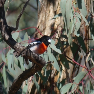 Petroica boodang (Scarlet Robin) at Mount Majura - 21 Jun 2019 by WalterEgo