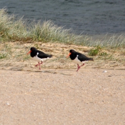 Haematopus longirostris (Australian Pied Oystercatcher) at Wallaga Lake, NSW - 17 Apr 2019 by RossMannell