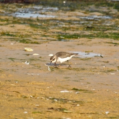 Anarhynchus bicinctus (Double-banded Plover) at Wallaga Lake, NSW - 18 Apr 2019 by RossMannell