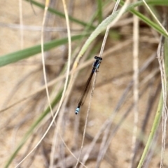 Ischnura heterosticta (Common Bluetail Damselfly) at Akolele, NSW - 18 Apr 2019 by RossMannell