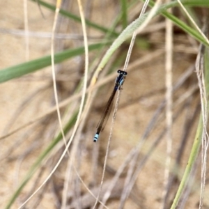 Ischnura heterosticta at Akolele, NSW - 18 Apr 2019