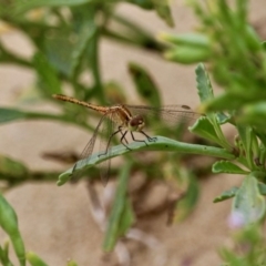 Diplacodes bipunctata (Wandering Percher) at Akolele, NSW - 18 Apr 2019 by RossMannell