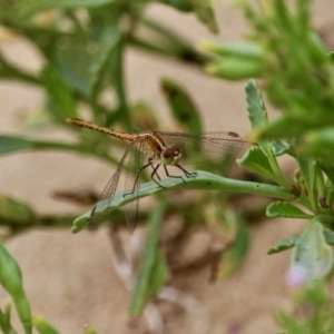 Diplacodes bipunctata at Akolele, NSW - 18 Apr 2019