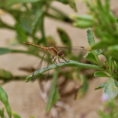 Diplacodes bipunctata (Wandering Percher) at Akolele, NSW - 18 Apr 2019 by RossMannell