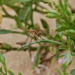 Diplacodes bipunctata at Akolele, NSW - 18 Apr 2019