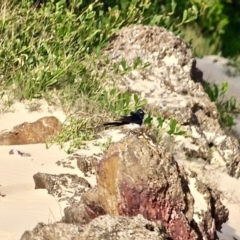 Rhipidura leucophrys (Willie Wagtail) at Wallaga Lake, NSW - 18 Apr 2019 by RossMannell
