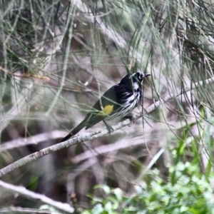 Phylidonyris novaehollandiae at Wallaga Lake, NSW - 18 Apr 2019