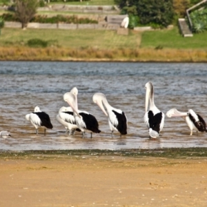 Pelecanus conspicillatus at Wallaga Lake, NSW - 18 Apr 2019