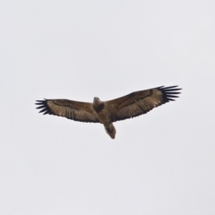 Haliaeetus leucogaster (White-bellied Sea-Eagle) at Central Tilba, NSW - 18 Apr 2019 by RossMannell