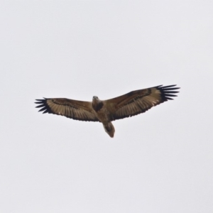 Haliaeetus leucogaster at Central Tilba, NSW - 18 Apr 2019 12:20 PM