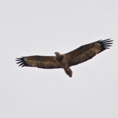 Haliaeetus leucogaster at Central Tilba, NSW - 18 Apr 2019 12:20 PM