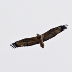 Haliaeetus leucogaster at Central Tilba, NSW - 18 Apr 2019 12:20 PM