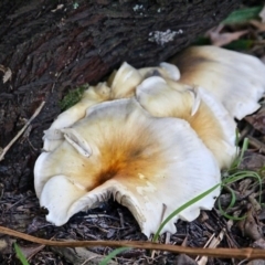 Omphalotus nidiformis (Ghost Fungus) at Wallaga Lake, NSW - 18 Apr 2019 by RossMannell